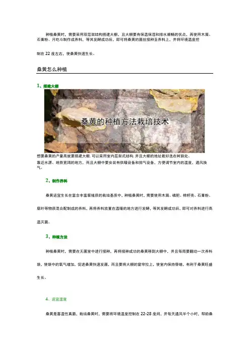 桑黄种植技术