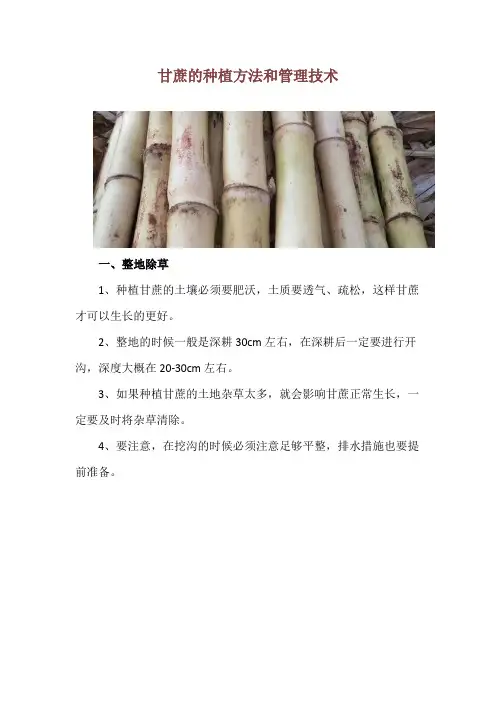 甘蔗的种植方法和管理技术