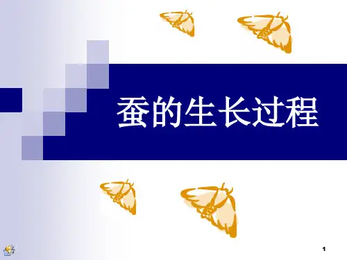 蚕的生长过程ppt课件