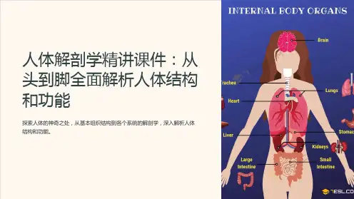 “人体解剖学精讲课件：从头到脚全面解析人体结构和功能”