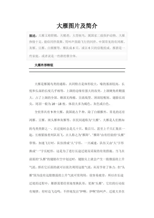 大雁图片及简介