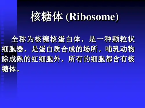 核糖体