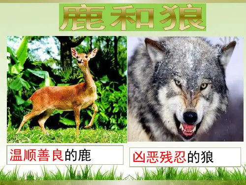 鹿和狼的故事PPT课件