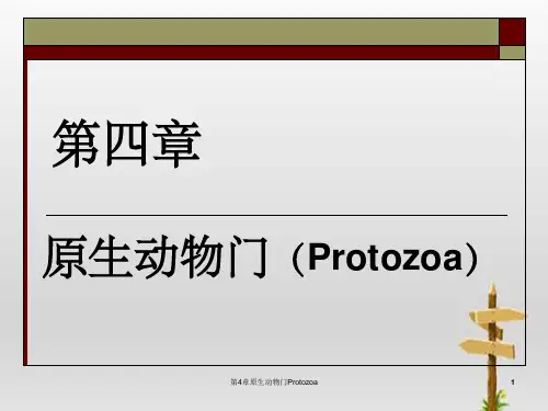 第4章原生动物门Protozoa