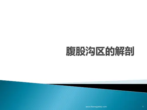 腹股沟区的解剖ppt演示课件