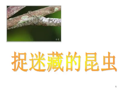 幼儿园中班--教案《昆虫的保护色、拟态及仿生》ppt课件