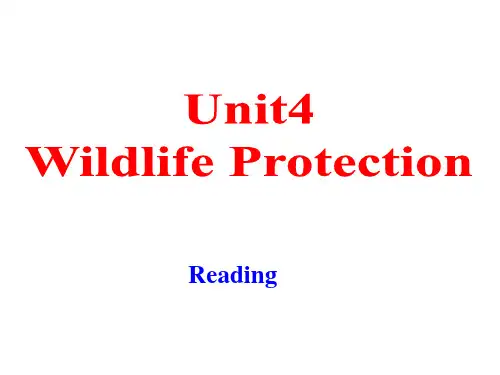 人教版高中英语必修二Unit4-Reading市级公开课课件(共26张)