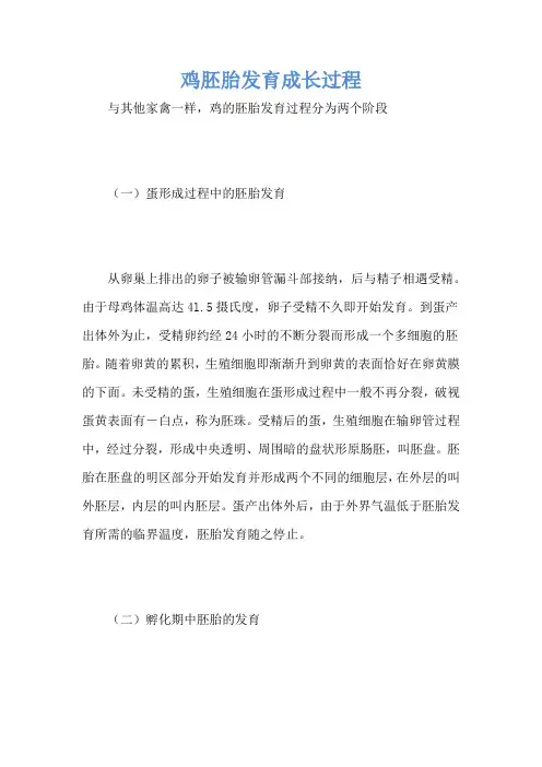 鸡胚胎发育成长过程