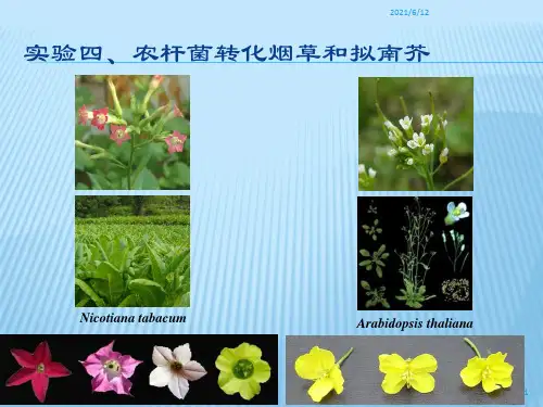 实验四、农杆菌转化烟草和拟南芥