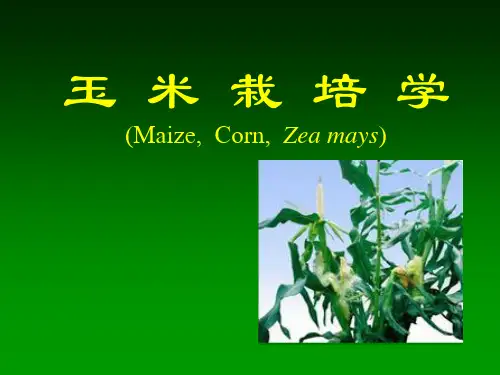玉米栽培学资料