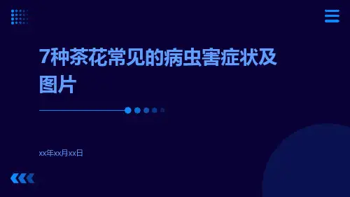 7种茶花常见的病虫害症状及图片