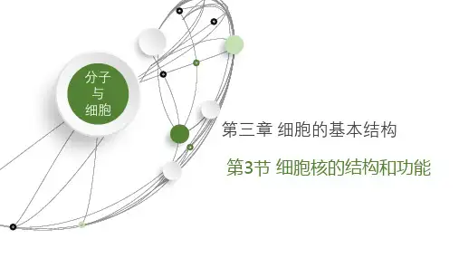 生物人教版(2019)必修1 3.3细胞核的结构和功能(共36张ppt).ppt