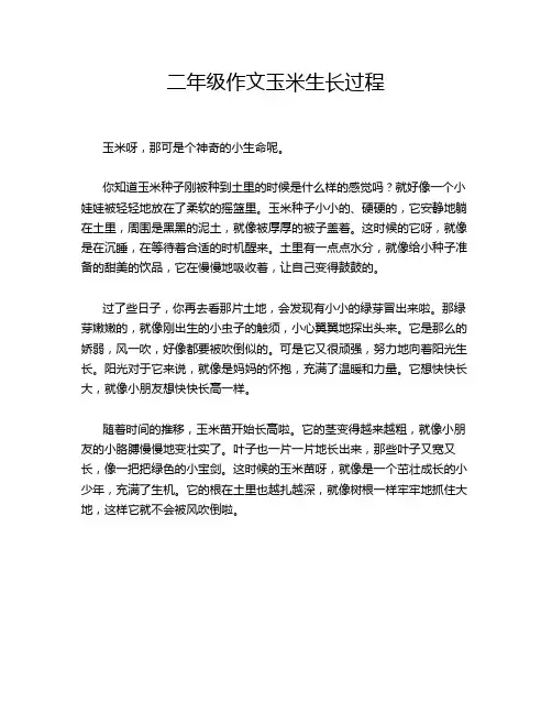 二年级作文玉米生长过程
