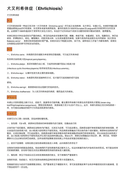 犬艾利希体症（Ehrlichiosis）