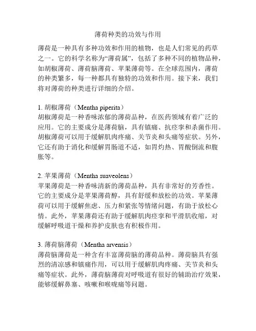 薄荷种类的功效与作用