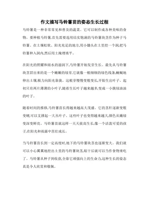 作文描写马铃薯苗的姿态生长过程