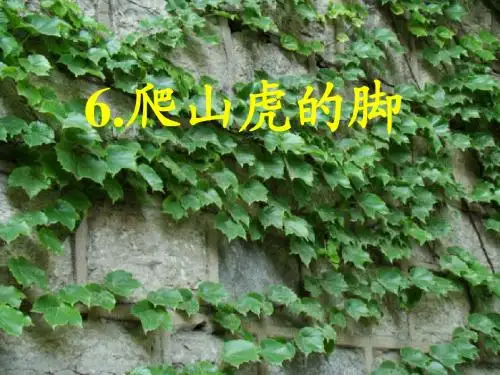 新人教版四年级语文上册爬山虎的脚ppt (1)精品PPT课件