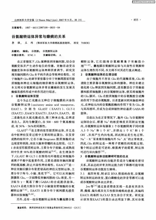 谷氨酸转运体异常与癫痫的关系