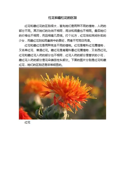 红花和藏红花的区别
