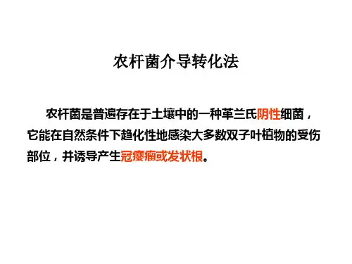 农杆菌介导转化法