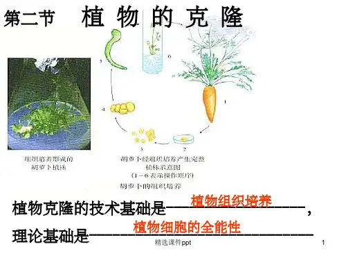 《植物细胞的全能性》PPT课件