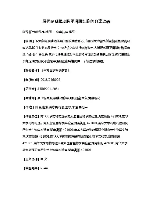 原代肠系膜动脉平滑肌细胞的分离培养