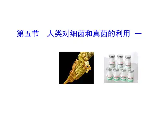 人类对细菌和真菌的利用课件人教版生物八年级上册2