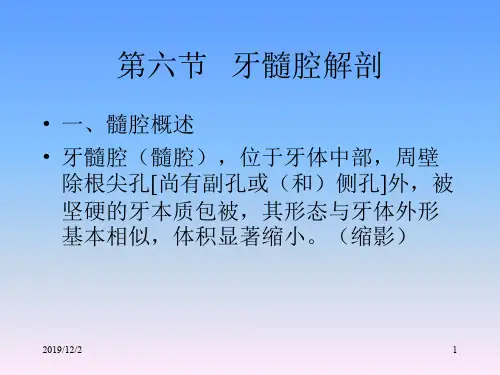 髓腔解剖PPT课件