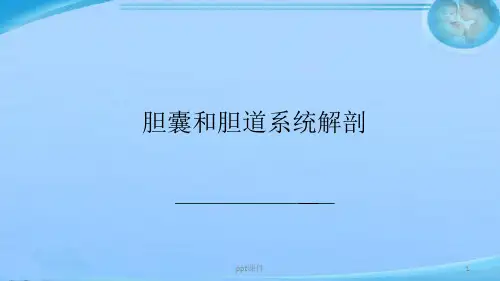 胆囊和胆道系统解剖  ppt课件