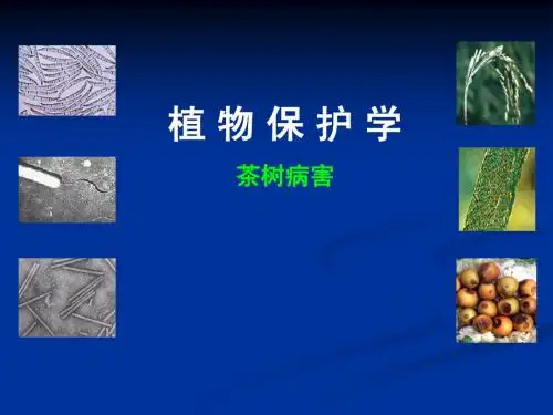 茶树病害