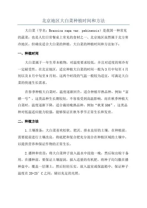 北京地区大白菜种植时间和方法