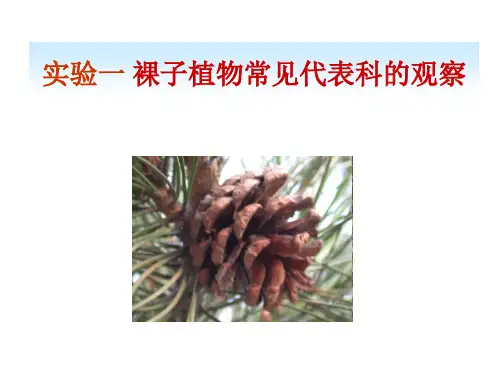 实验一+裸子植物常见代表科的观察+