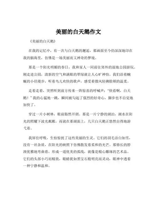 美丽的白天鹅作文