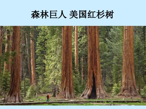 叹为观止的美国红杉