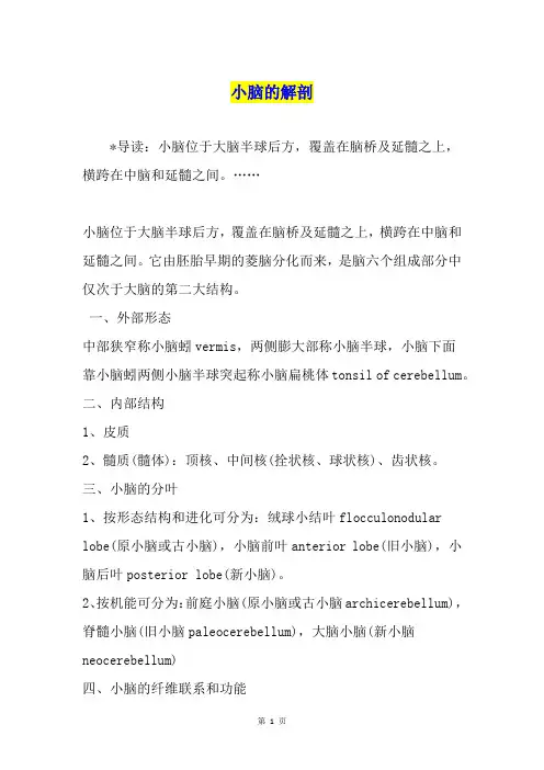 小脑的解剖