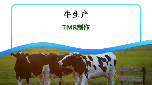 TMR制作课件(共15张PPT)《牛生产》