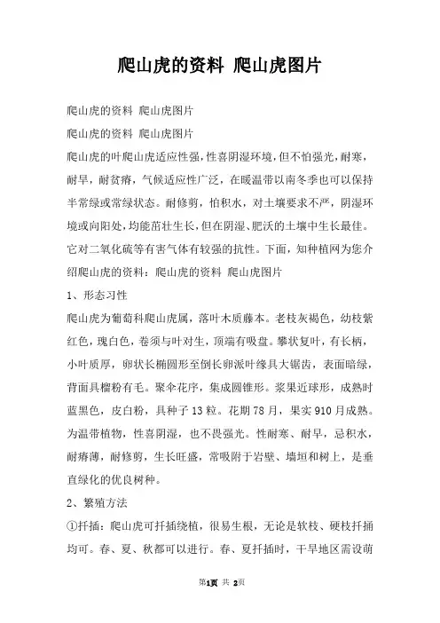 爬山虎的资料 爬山虎图片