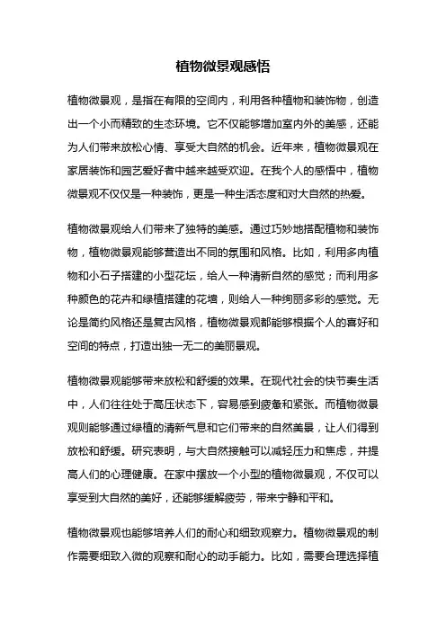 植物微景观感悟