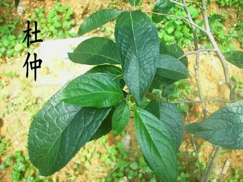 杜仲(2012.4.9)
