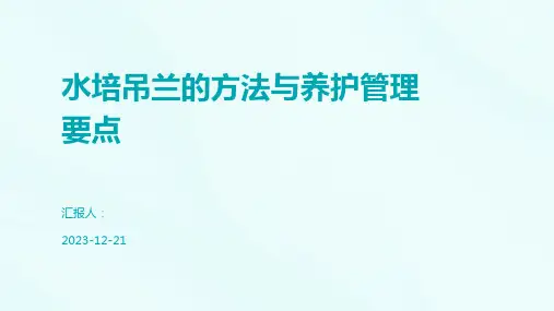 水培吊兰的方法与养护管理要点