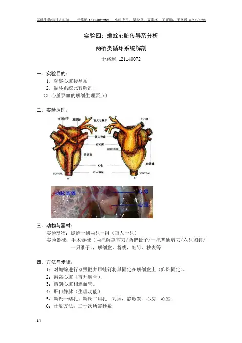 实验四：蟾蜍心脏传导系分析