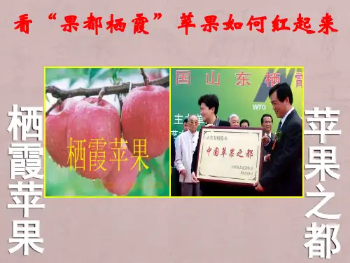 全国高校市场营销大赛获奖作品