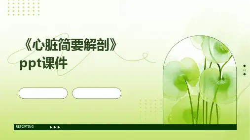 《心脏简要解剖》课件