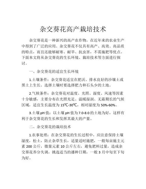 杂交葵花高产栽培技术