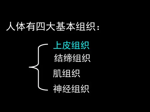 人体基本组织