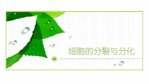 苏教版七年级生物上册 细胞的分裂与分化 课件