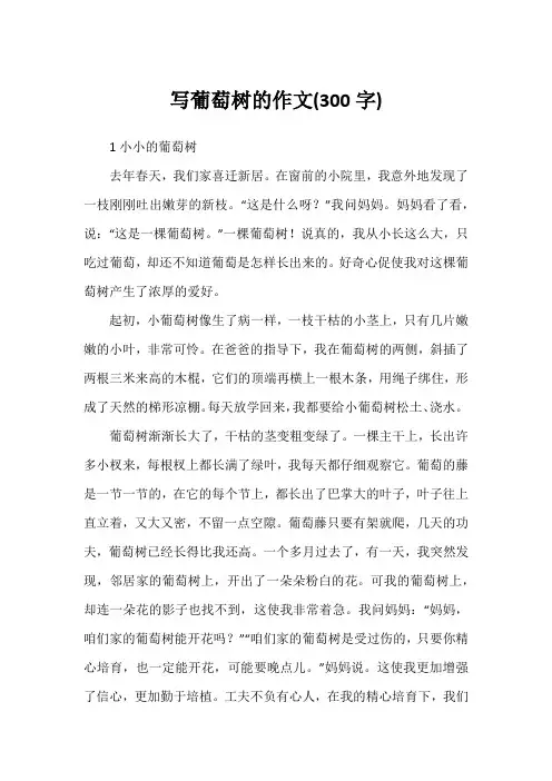 写葡萄树的作文(300字)