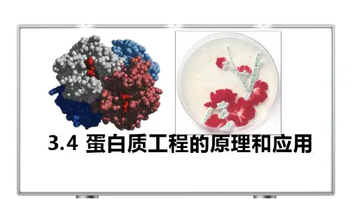 蛋白质工程的原理和应用-高二生物同步精品课堂(人教版2019选择性必修3)