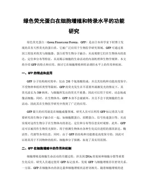 绿色荧光蛋白在细胞增殖和转录水平的功能研究