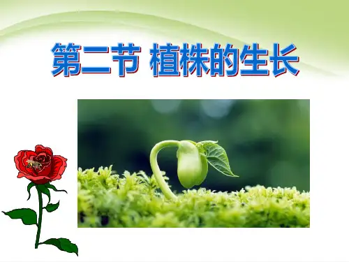 《植株的生长》被子植物的一生6-人教版七年级生物上册PPT课件